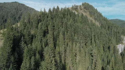 Aerial View of Mountain Hill With Pine Forest Drone Shot Stock Footage 95010061