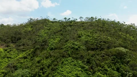 Aerial View of Mountain with Lush Trees, Majestic Landscape in the Highlands Stock Footage 306784235