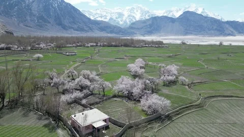 Aerial View of Mountain Orchards During Spring in Pakistan Stock Footage 345596525