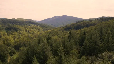 Aerial view of the mountain, pine forest Stock Footage 151913737
