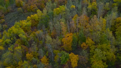 Aerial view of Mountain Range Forest, Orange, Yellow, Red Trees in Gold Autumn Stock Footage 165472266