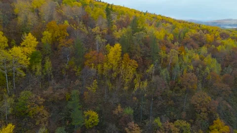 Aerial view of Mountain Range Forest, Horizon, Yellow, Red Trees in Gold Autumn Stock-Footage 165472433