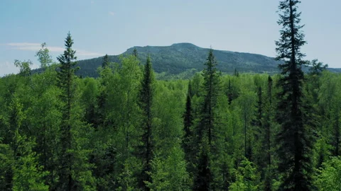 Aerial view of mountain ranges in Ural in summer sunny day Stock Footage 135394802