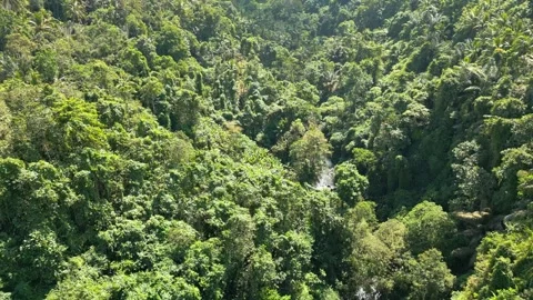 Aerial View on Mountain River and Green Wood Trees in Landscape of Forest Nature Stock Footage 273015904