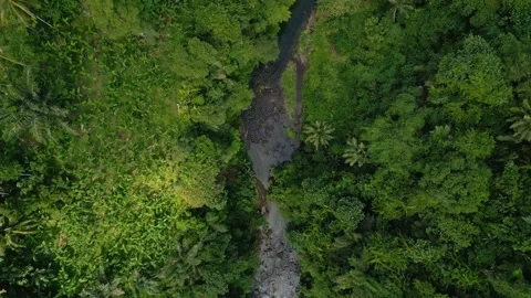 Aerial View on Mountain River and Green Wood Trees in Landscape of Forest Nature Stock Footage 273660784