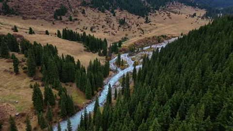 Aerial View of Mountain River and Pine Forest Altyn Arashan Kyrgyzstan Stock Footage 327460109