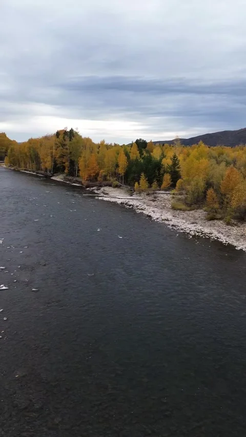Aerial View of a Mountain River and Autumn Forest Shoreline Stock Footage 348245997