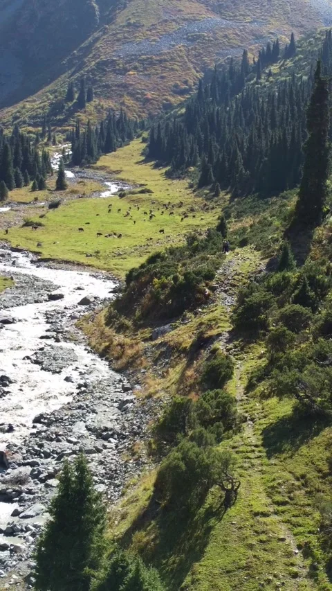 Aerial view of mountain river flowing through alpine valley with grazing horses Stock Footage 336688317