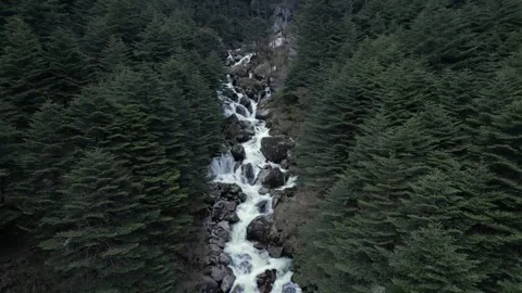 Aerial View of Mountain River Through Pine Forest in Tawang Vídeo Stock 339643936