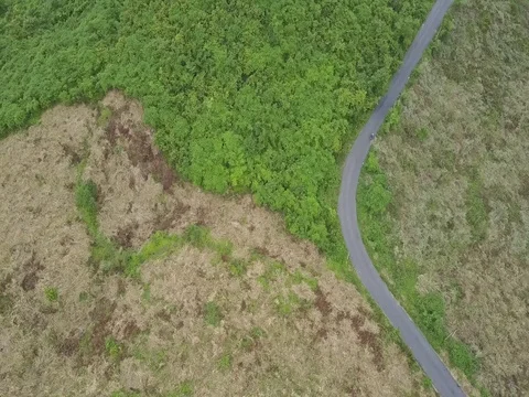 Aerial View Mountain Road among Green Tropical Jungle Stock Footage