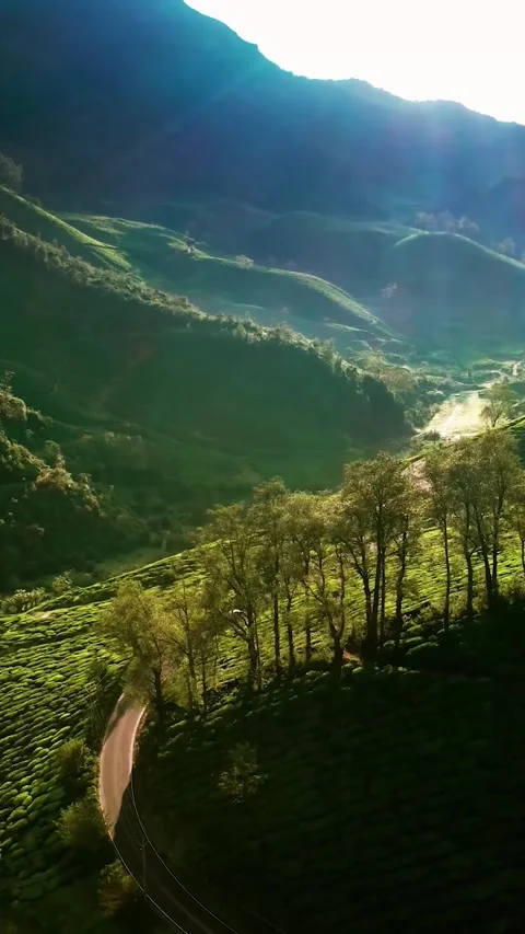Aerial view of mountain road in forest at sunset in autumn. Stock Footage 288797782