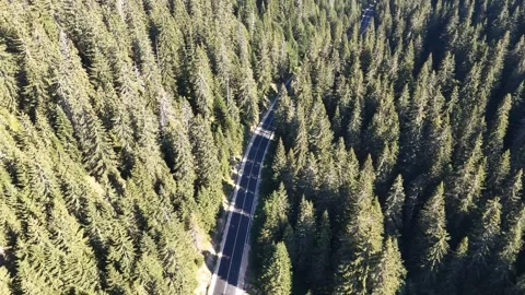 Aerial view of a mountain road winding through a dense pine forest with cars dri 库存影片 343246818