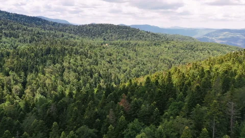 Aerial view of mountain spruce forest Stock Footage 201295457