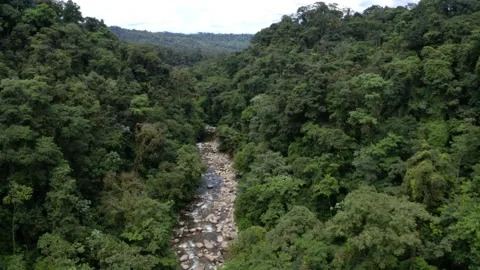 Aerial view of a mountain stream lined with trees in a tropical forest Stock Footage 151282083