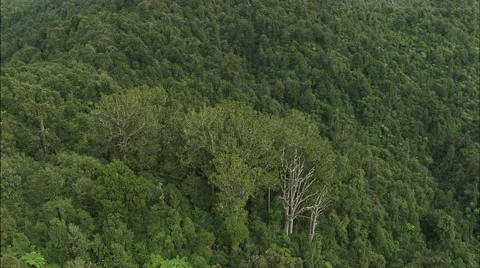 Aerial view of mountain tree Stockbeeldmateriaal 47579203