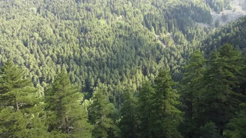 Aerial View of Mountain trees with Alpine characteristics Stock Footage 202293757