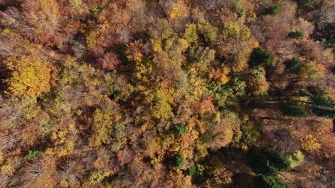 Aerial view of mountains and forests in Autumn Stock-Footage 289129161