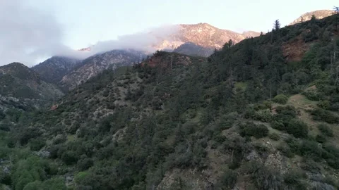 Aerial View of Mountains and Pine Trees Vídeo Stock 264010378