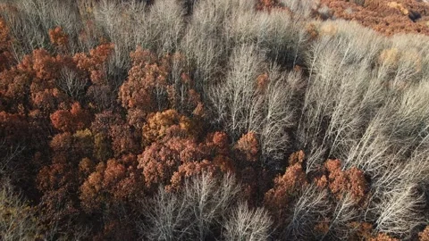 Aerial view the mountains are covered in trees and snow in autumn season Stock Footage 327961069