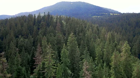 Aerial view of mountains forest Stock-Footage 170463201