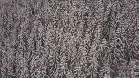 Aerial view. Mountains with trees covered with snow in winter. Winter landscape Video stock 86112113