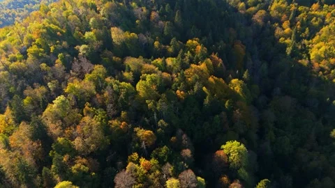Aerial view Movement over the forest on the mountain ridge in autumn time Stock Footage 331246891