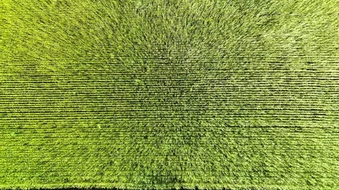 Aerial view of movement of wind through a green wheat field 動画素材 336980482