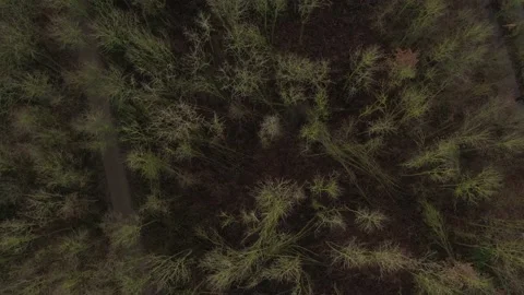 Aerial view that moves down towards the forest crown of an european forest Stock Footage 142751187