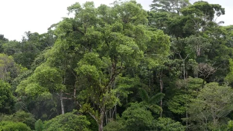 Aerial view, moving around a large tree crown growing in a tropical forest Stock Footage 160319853