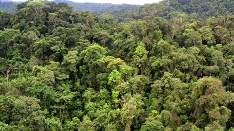 Aerial view, moving backwards over a tropical forest tree canopy Stock Footage 154696870