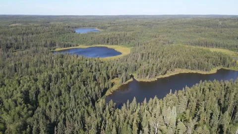 Aerial view moving forward above an extensive boreal forest of evergreen trees.  Stock Footage 273318909