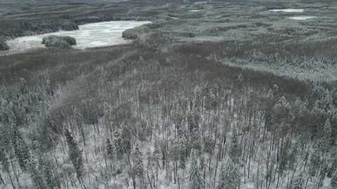 Aerial view moving forward and looking down into a snowy forest of aspen Vídeos de archivo 256032175