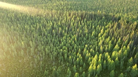 An aerial view moving forward and looking down onto a vast evergreen forest  Stock Footage 278835440