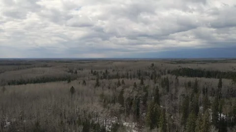 Aerial view moving forward over a forest of trees that have no leaves.  Stock Footage 273491131