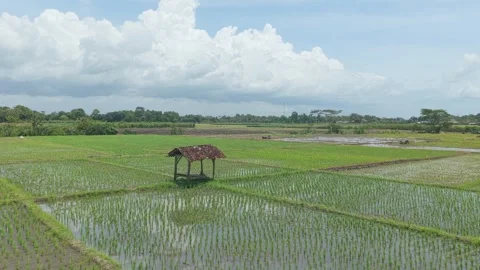 Aerial view moving forward over a lush green rice paddy with a traditional Stockbeeldmateriaal 331632894
