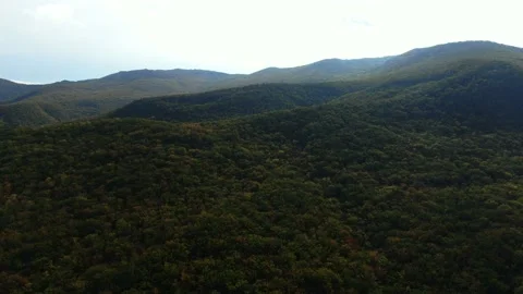Aerial view. Moving over a dense forest  painted in bright colors of autumn  whi Stock Footage 150569361
