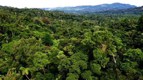 Aerial view, moving over a rainforest tree canopy in  a slow pace Stock Footage 196759009