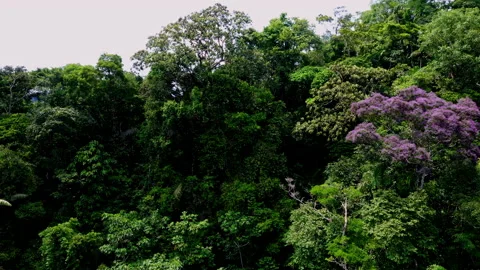 Aerial view, moving sidewards while showing more trees of different species Stock Footage 234936191
