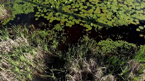 Aerial view moving slowly forward over the pond covered of waterlily 動画素材 136418580