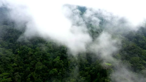Aerial view, moving through a dense layer of fog with beneath it the forest 库存影片 336862217