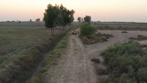 Aerial view of mud road surrounded by green fields in a village Stock Footage 223707278