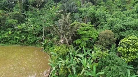 Aerial View of Muddy Paddy Field and Lush Jungle Stock Footage 343859142