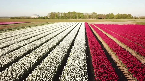 Aerial view of multi-colored tulip field Stock Footage 92356140