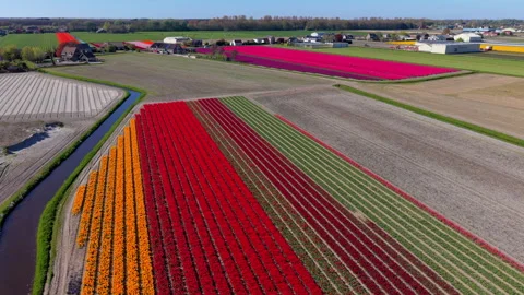 Aerial view of multicolored flower fields with long parallel rows, canal Stock Footage 336852699