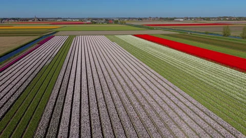 Aerial view of multicolored flower fields with long parallel rows in pink Stock Footage 336852731