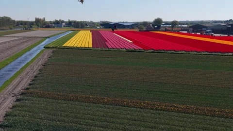 Aerial view of multicolored flower fields with yellow, pink, red, orange Stock Footage 336853184