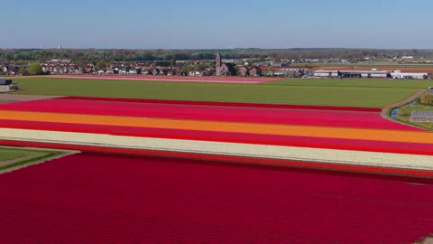 Aerial view of multicolored tulip fields with horizontal blooming bands Stock Footage 336853198
