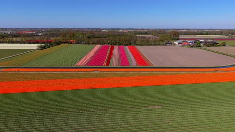 Aerial view of multicolored tulip fields and a water canal. Drone landscape Stock Footage 337635820