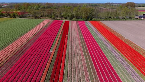 Aerial view of multicolored tulip fields in parallel lines. Drone landscape Stock Footage 337637672