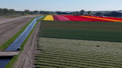 Aerial view of multicolored tulip fields and a drainage canal. Drone landsc.. Stock Footage 337651611